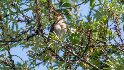 squirrel on a tree