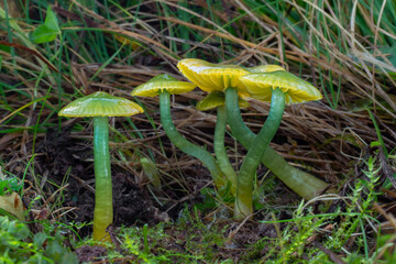 A group of parrot waxcap mushrooms (Hygrocybe psittacina) in the grass