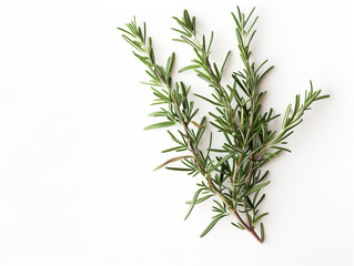 Fototapeta premium Fresh Rosemary Sprig in Detailed Close-Up, White Background 