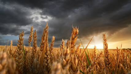 Wheat field at sunset on a stormy dark cloudy weather. Agriculture and farming landscape. Thunderstorm in summer landscape.