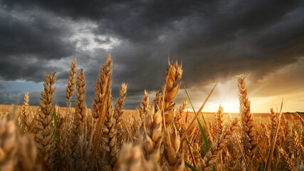 Wheat field at sunset on a stormy dark cloudy storm weather. Agriculture and farming landscape....