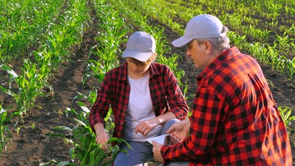 Two agronomist work as team control corn seedling cultivation analyzing use tablet. Man and woman...