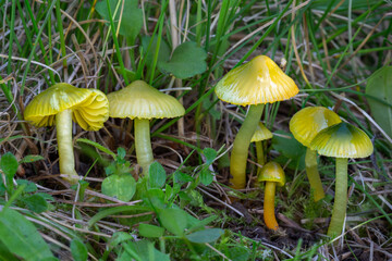 A group of parrot waxcap mushrooms (Hygrocybe psittacina) in the grass