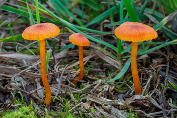 Limestone Waxcap mushrooms (Hygrocybe calciphila)