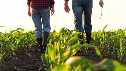 Man and woman agronomist going surrounded by seedling rows at sunny corn field back view. Farmer...