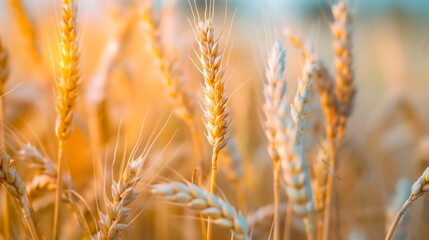Fototapeta premium A close-up of golden wheat stalks ready for harvest