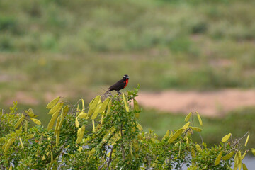 The white-browed lark (Leistes superciliaris) perched in a tree. Bird endemic to South America.