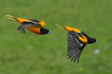 Two Baltimore Orioles fighting in midair