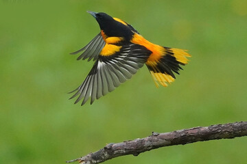 Baltimore Orioles in the rain