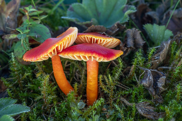 Red scarlet waxcap mushrooms (Hygrocybe coccinea) in the moss and grass on a meadow
