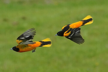 Two Baltimore Orioles fighting in midair