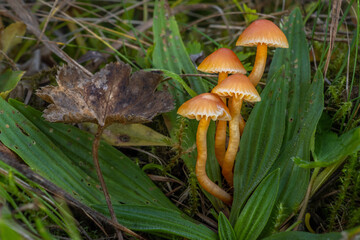 A group of orange Bitter Waxcap mushrooms (Hygrocybe mucronella) in the grass on a meadow