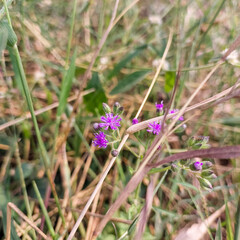 Small flowers blooming in green grass lawn, nature photography, natural gardening background, floral wallpaper