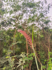 Small flowers blooming in green grass lawn, nature photography, natural gardening background, floral wallpaper