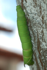 A large light green caterpillar with a horn on its tail climbing a tree