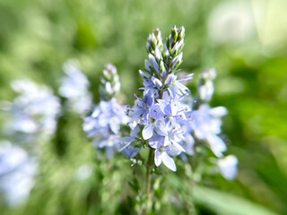 flowering plant Veronica teucrium close-up