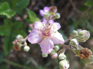 Fiore di mora