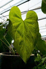 Big leaves anthurium inside green house, tropical corner, indoor plants