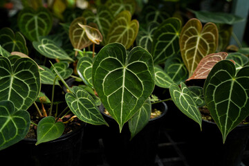 Anthurium clarinverium close up, anthurium leaves, heart leaves plants, indoor plants, tropical garden