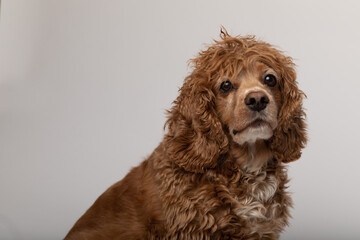 Studio portrait of a male adult cocker spaniel. He has brown eyes and curly ungroomed fur. 