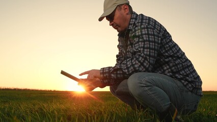 farmer working digital tablet, wheat field sunset, green wheat business, farm sunset data, farm...