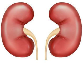 Healthy Human Kidney