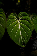 close up of Philodendron gloriosum leaves, dark leaves indoor plants, tropical garden, hear leave philodendron © lacastudio