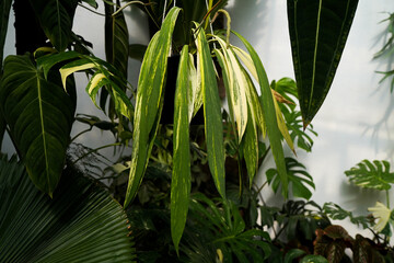 Anthurium vitariifolium variegated, indoor plants, variegated plants, green and yellow foliage, rare plants