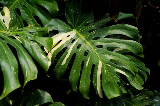 Monstera Thai constellation, Monstera deliciosa variegated spot