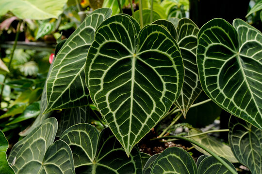 Anthurium clarinervium, heart leaves anthurium dark foliage white vein, tropical indoor plants