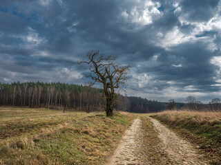 Fototapeta premium Droga