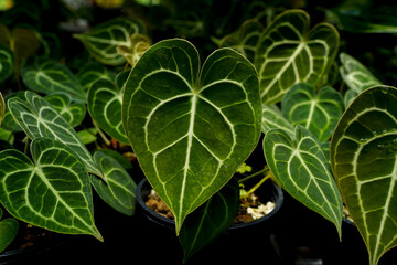 Anthurium clarinervium, heart leaves anthurium dark foliage white vein, tropical indoor plants