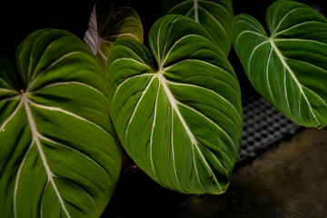 close up of Philodendron gloriosum leaves, dark leaves indoor plants, tropical garden, hear leave philodendron