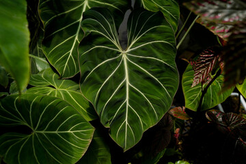 close up of Philodendron gloriosum leaves, dark leaves indoor plants, tropical garden, hear leave philodendron