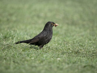 Blackbird, Turdus merula