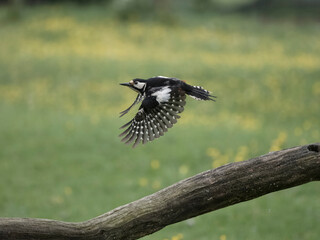 Great-spotted woodpecker, Dendrocopos major