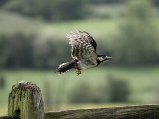 Great-spotted woodpecker, Dendrocopos major