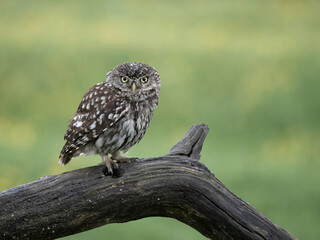 Little owl, Athene noctua