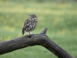 Little owl, Athene noctua