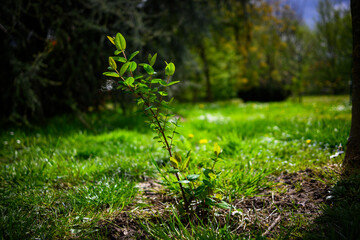 Small Tree Standing in Grassy Field
