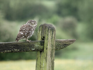 Little owl, Athene noctua