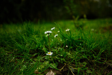 White Flowers on Lush Green Field