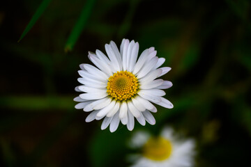 Obraz premium Close Up of White and Yellow Flower