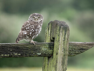 Little owl, Athene noctua