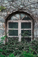 old window on ancient abandoned building with climbing plants