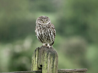 Little owl, Athene noctua
