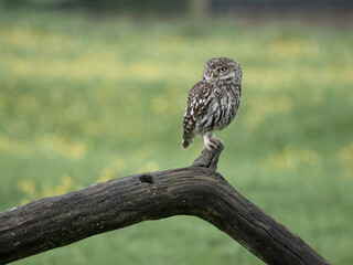 Little owl, Athene noctua