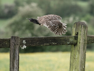 Little owl, Athene noctua