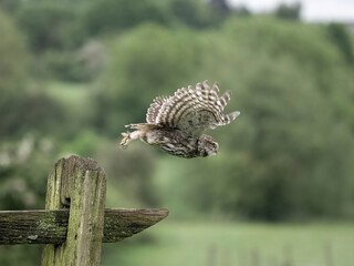 Fototapeta premium Little owl, Athene noctua
