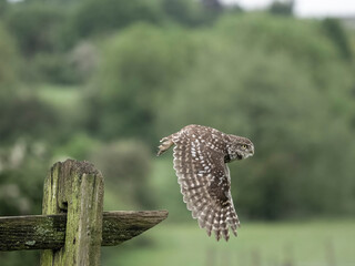 Little owl, Athene noctua